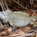 iguana_rock_lwc_provo_h_0053_tci0053.jpg
